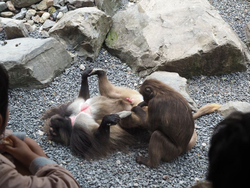 Baboon blowie - Zurich Zoo
