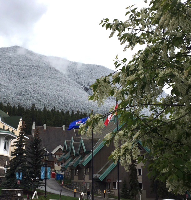 Snow in Banff
