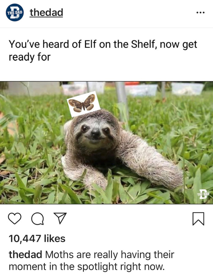 sloth on a moth meme