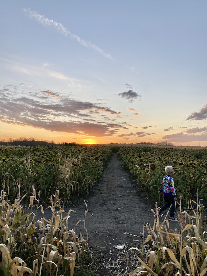 Corn Maze Edmonton 2020 - 8