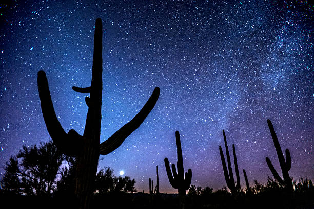 Celestial magic in the night sky above Saguaro National Park, Arizona.